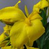 Canna Lily Yellow