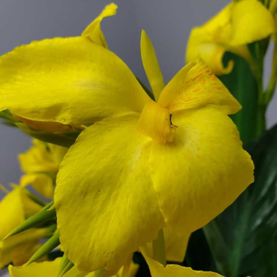 Yellow Canna Lily, Online Plant Shop