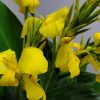 Canna Lily Yellow