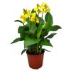 Canna Lily Yellow
