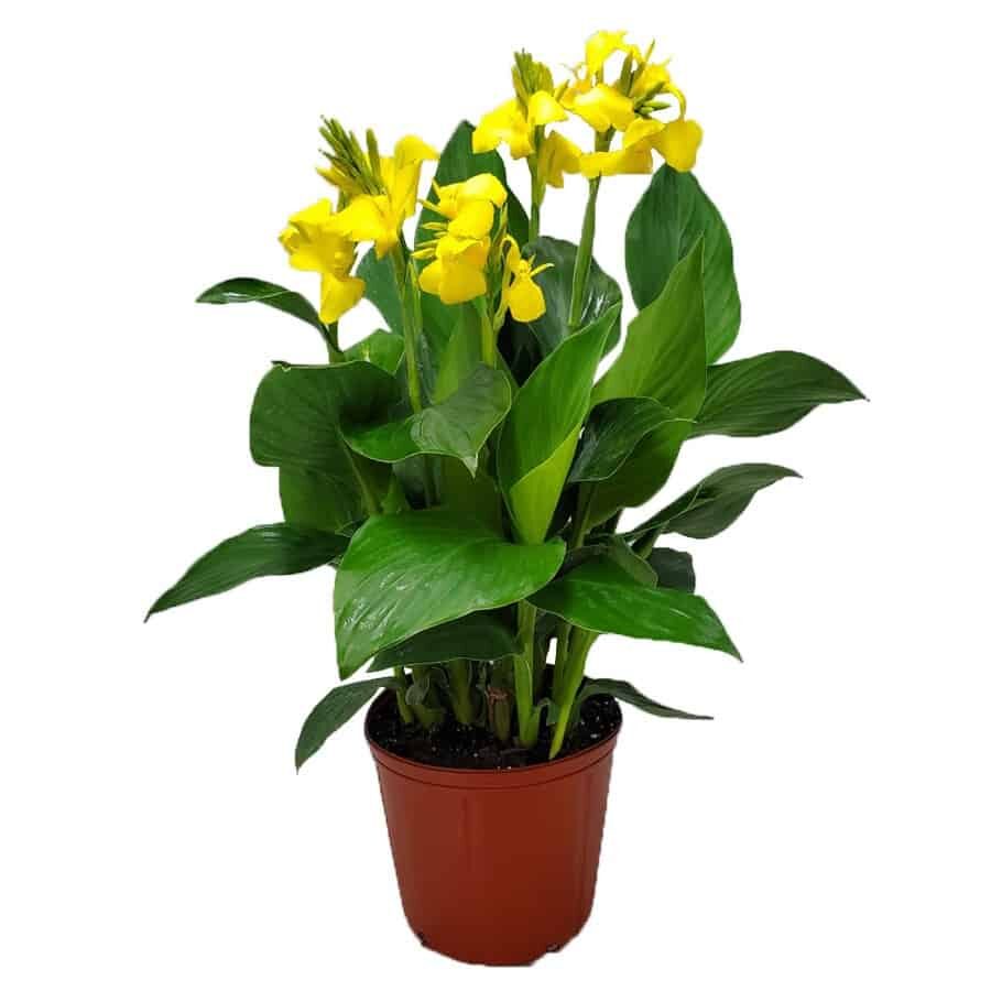 Canna Lily Yellow