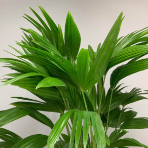 Chinese Fan Palm Tree | Tropical Plants of Florida