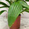 Chinese Fan Palm