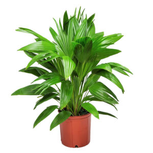 Chinese Fan Palm