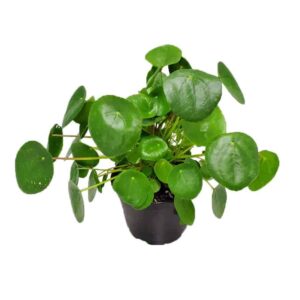 Chinese Money Plant Pilea peperomioides 5 Plants