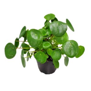 Chinese Money Plant