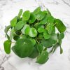 chinese money plant