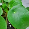 Chinese Money Plant Pilea peperomioides