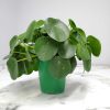 chinese money plant
