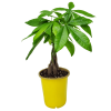 Money Tree