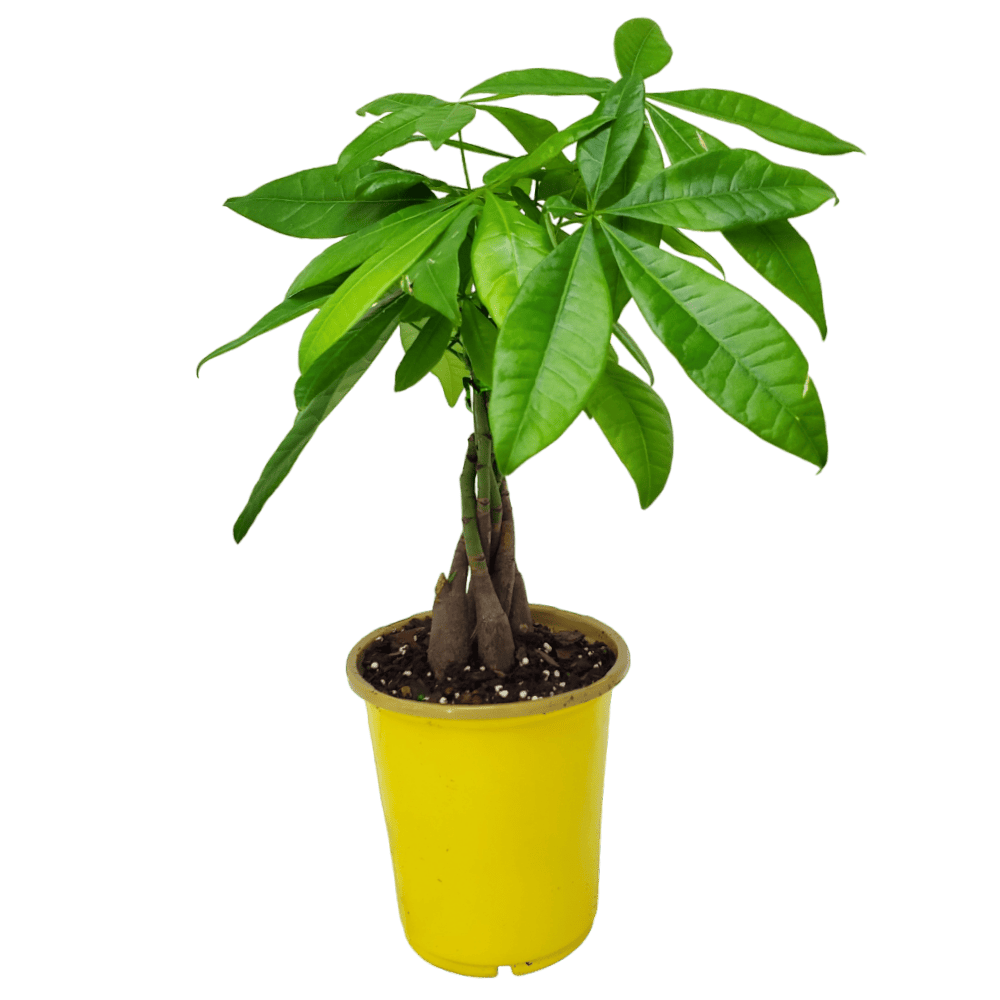 Money Tree Plant for Sale Pachira Aquatica