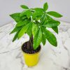 Money Tree - Image 5