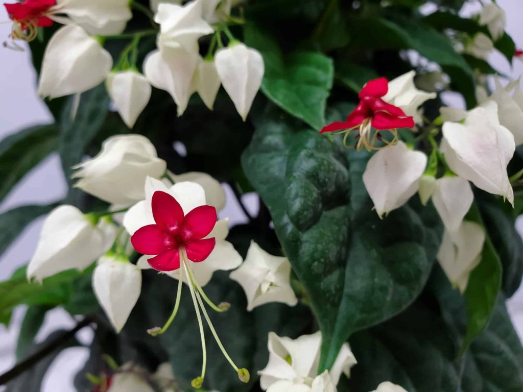 Clerodendrum Bleeding Heart Care Guide