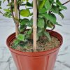 Confederate Jasmine