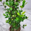 Confederate Jasmine