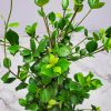 Confederate Jasmine