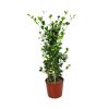 Confederate Jasmine
