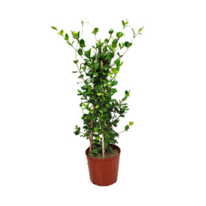 Confederate Jasmine