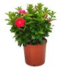 Coral Dipladenia Bush
