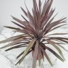 Cordyline red sensation