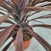 Cordyline red sensation