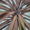 Cordyline red sensation