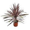 Cordyline red sensation