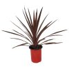 cordyline redstar