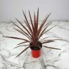 Cordyline Red Star - Image 4