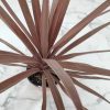 Cordyline Red Star - Image 2