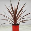 Cordyline Red Star - Image 3