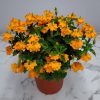 Crossandra Orange Marmalade - Image 2