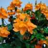 Crossandra Orange Marmalade - Image 3