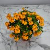 Crossandra Orange Marmalade - Image 4