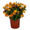 Crossandra Bush
