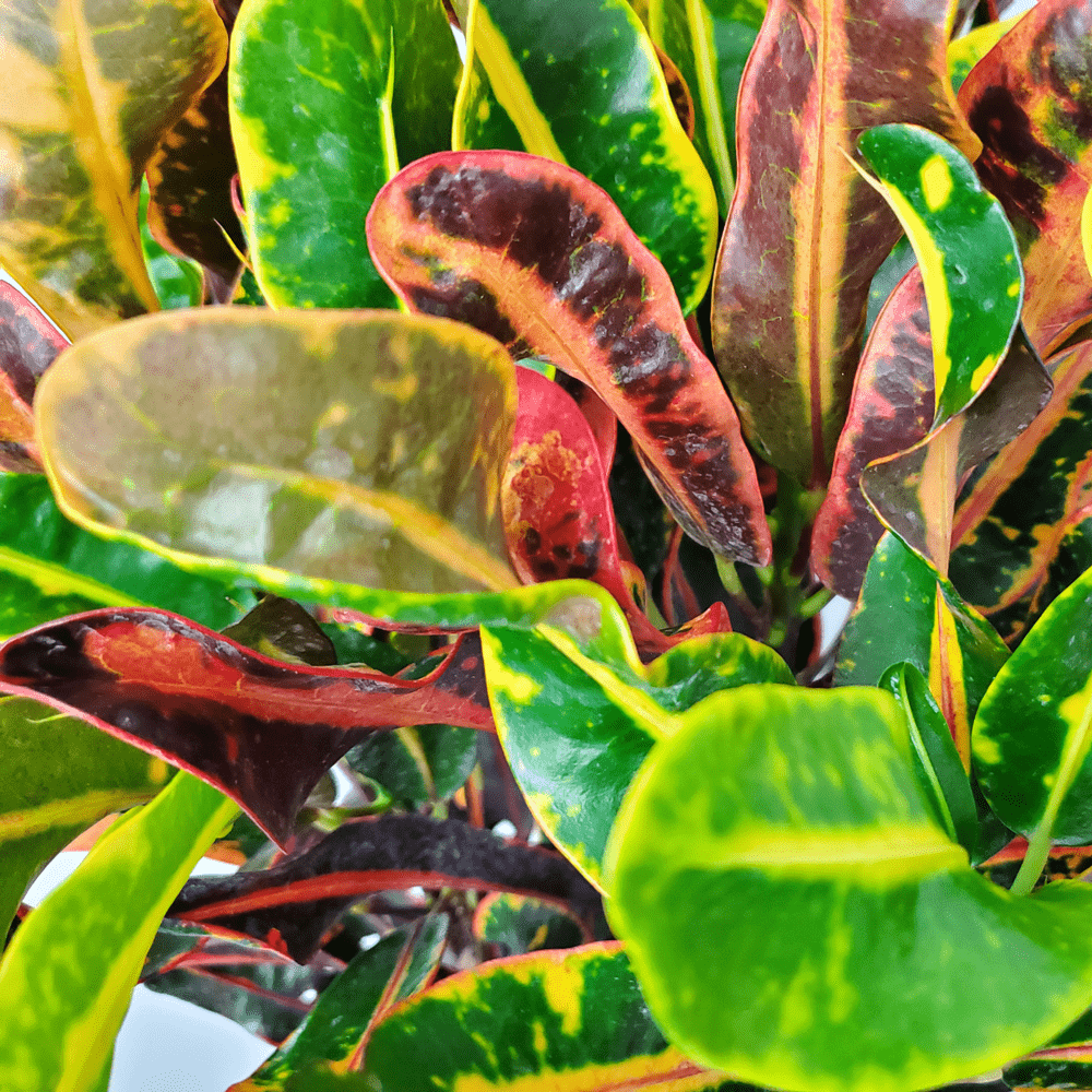 Croton Mammy Plant for Sale | Tropical Plants of Florida