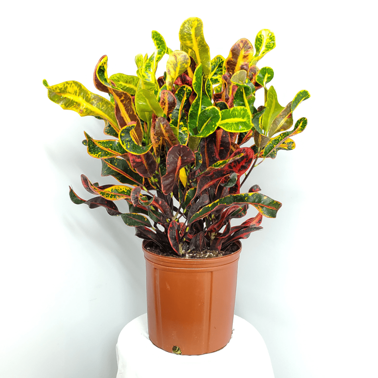 Croton Mammy Plant for Sale | Tropical Plants of Florida