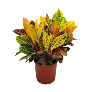 Croton Petra Plant