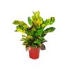 croton magnificent
