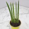 Cylindrical Snake Plant