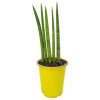 Cylindrical Snake Plant for Sale