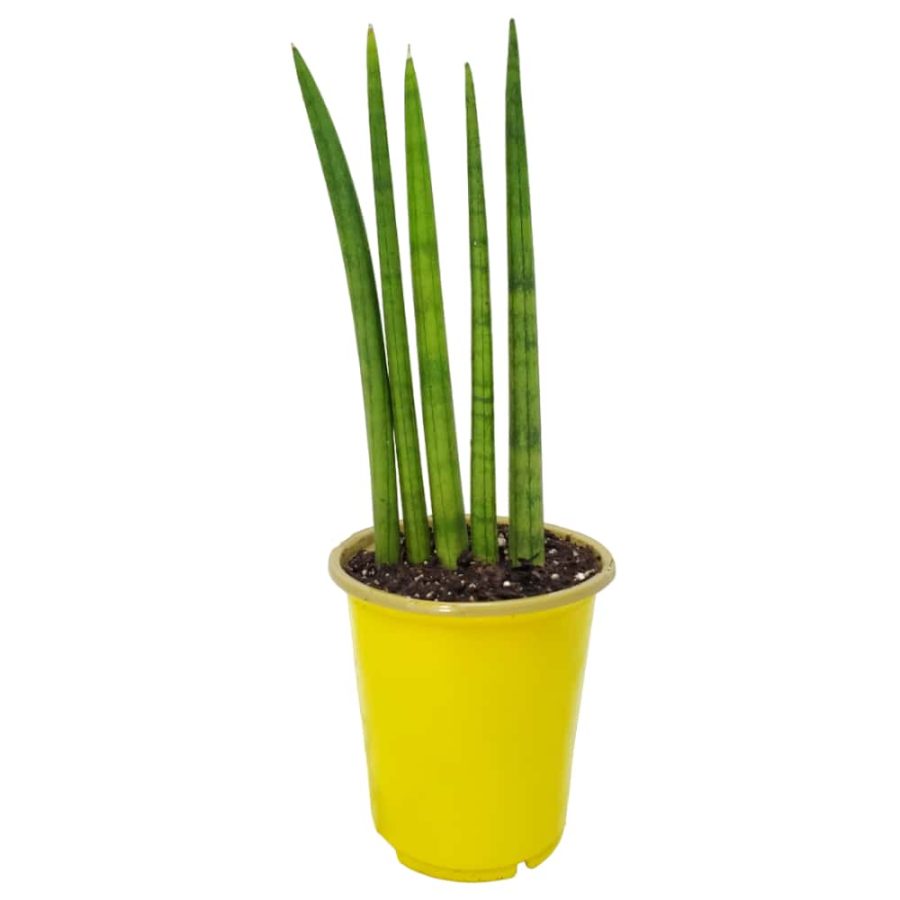 Cylindrical Snake Plant for Sale