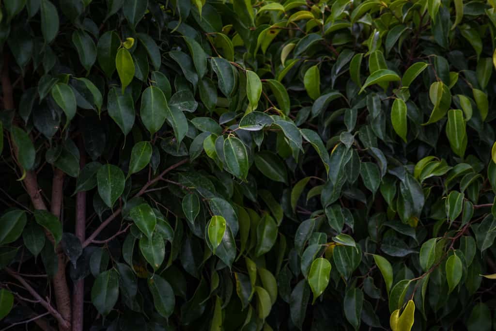 Wintergreen Ficus Care Guide