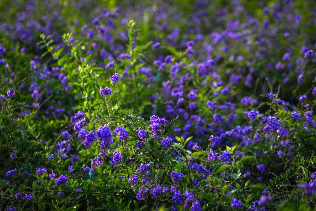 duranta plant care guide