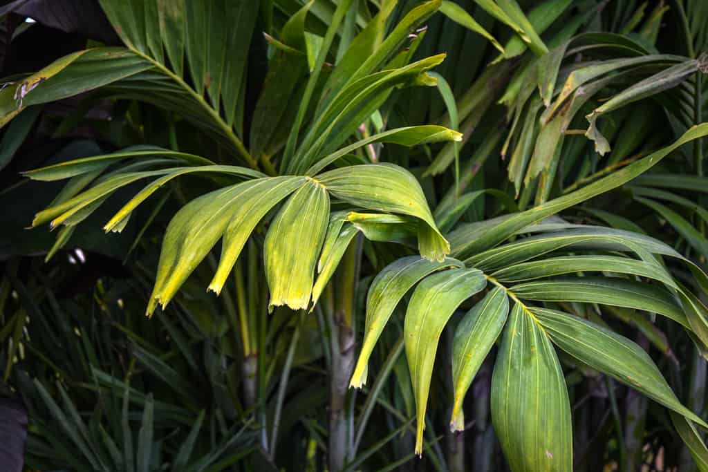 adonidia palm tree care guide