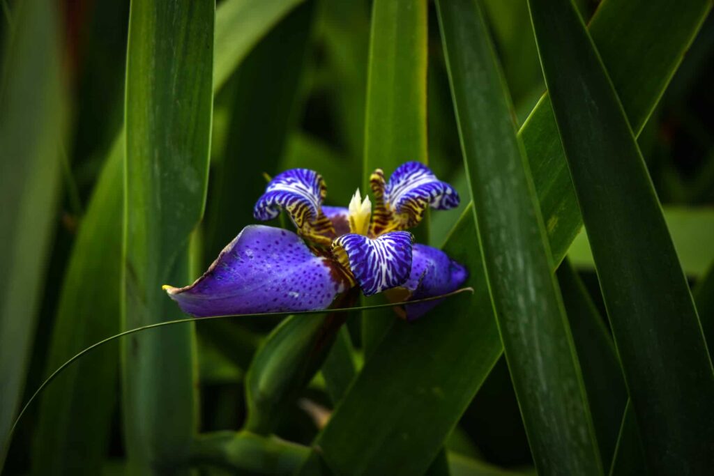 Iris Regina Plant Care Guide
