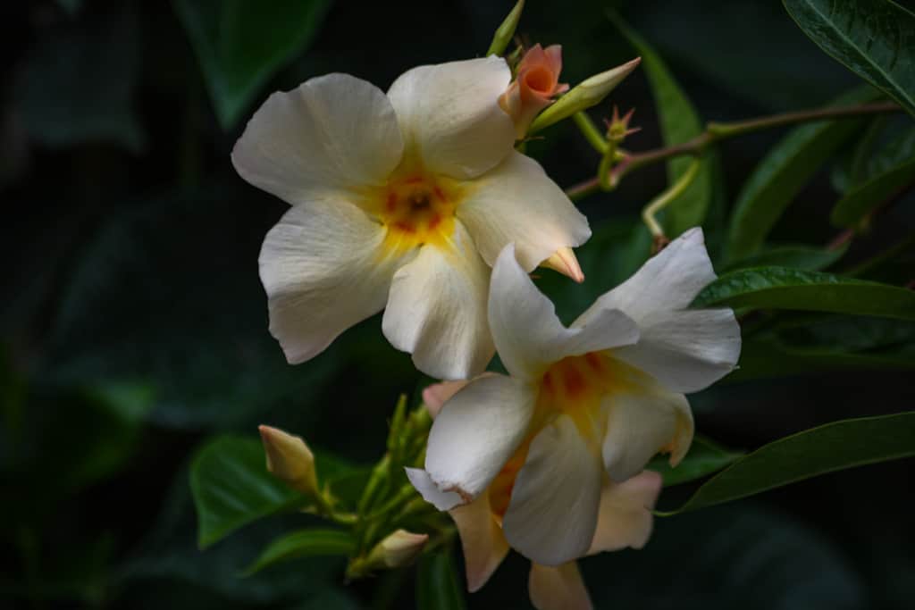 Mandevilla plant care guide