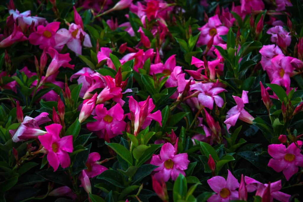 Dipladenia Plant Care Guide