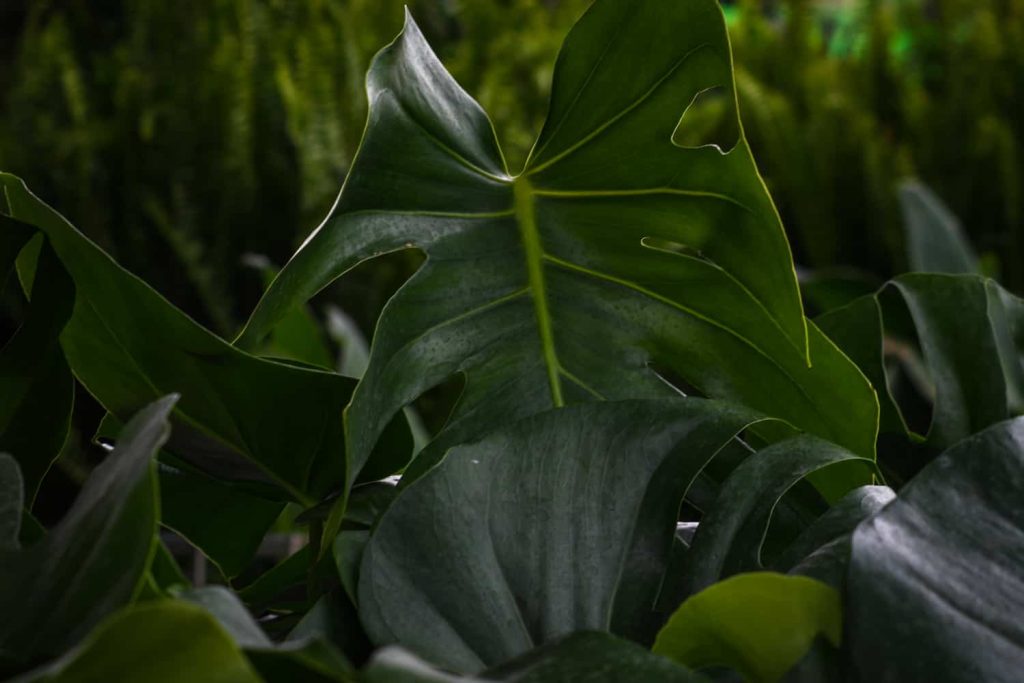 Monstera Leaves