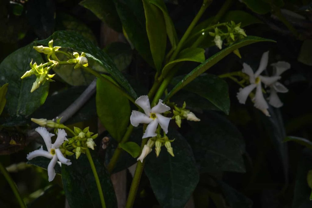 confederate jasmine plant care